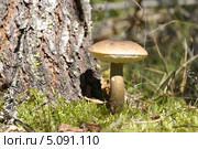 Классический гриб подберёзовик выросший у берёзы. ( Leccinum scabrum ) Стоковое фото, фотограф Владимир Кошарев / Фотобанк Лори