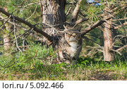 Одичавшая серая кошка замаскировалась в засаде под сосной. Стоковое фото, фотограф Pukhov K / Фотобанк Лори