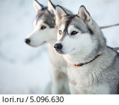 Две собаки породы Сибирский хаски в упряжке. Стоковое фото, фотограф Андрей Кузьмин / Фотобанк Лори
