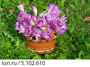 Глиняный горшок с цветами безвременника (Colchicum) на траве. Стоковое фото, фотограф Елена Коромыслова / Фотобанк Лори