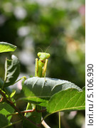 Богомол обыкновенный (Mantis religiosa L.). Анфас. Стоковое фото, фотограф Щеголева Ольга / Фотобанк Лори