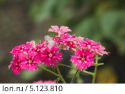 Турецкая гвоздика (Dianthus barbatus) Стоковое фото, фотограф Иван Карпов / Фотобанк Лори