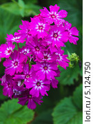 Цветы - турецкая гвоздика (Dianthus barbatus) Стоковое фото, фотограф Иван Карпов / Фотобанк Лори