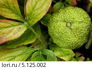 Маклюра -"Адамово яблоко"(Maclura aurantiaca) Стоковое фото, фотограф Роман Рожков / Фотобанк Лори