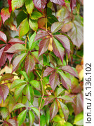 Девичий виноград пятилисточковый (Parthenocissus quinquefolia), фон. Стоковое фото, фотограф Елена Коромыслова / Фотобанк Лори