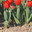 Сортовые красные садовые тюльпаны Геснера, Tulipa gesneriana , в грунте (малая глубина резкости) Стоковое фото, фотограф Ольга Липунова / Фотобанк Лори