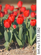 Сортовые красные садовые тюльпаны Геснера, Tulipa gesneriana , в грунте (малая глубина резкости) Стоковое фото, фотограф Ольга Липунова / Фотобанк Лори