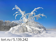 Заснеженное дерево в сугробе в парке. Стоковое фото, фотограф ElenArt / Фотобанк Лори