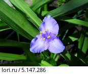 Традесканция Андерсона (лат.Tradescantia andersoniana) Стоковое фото, фотограф lana1501 / Фотобанк Лори