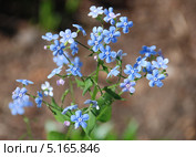 Цветы незабудки (Myosótis) Стоковое фото, фотограф lana1501 / Фотобанк Лори