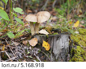 Два подберёзовика сросшиеся шляпками. Стоковое фото, фотограф Dmitry29 / Фотобанк Лори