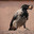 Серая ворона (Corvus cornix) с грецким орехом в клюве. Стоковое фото, фотограф Калюжная Вера / Фотобанк Лори