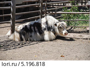 Як домашний (Bos grunniens) (2012 год). Стоковое фото, фотограф Алёшина Оксана / Фотобанк Лори