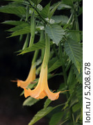 Цветущая бругмансия (Brugmansia), датура, древесный дурман, дурман душистый, ангельские трубы. Стоковое фото, фотограф Татьяна Лата / Фотобанк Лори