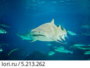 Песчаная тигровая акула (Carcharias taurus) под водой. Стоковое фото, фотограф Валерия Лузина / Фотобанк Лори