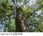 Тис остроконечный дальневосточный, вид снизу. Стоковое фото, фотограф Корнилова Светлана / Фотобанк Лори