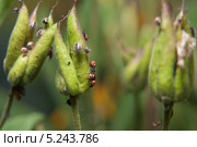 Личинки рапсового клопа (Eurydema oleracea) Стоковое фото, фотограф Алёшина Оксана / Фотобанк Лори