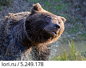 Бурый медведь отряхивается. Стоковое фото, фотограф Эдуард Кислинский / Фотобанк Лори