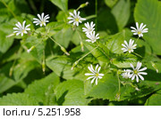 Звездчатка лесная, или дубравная (Stellaria nemorum) Стоковое фото, фотограф Елена Коромыслова / Фотобанк Лори