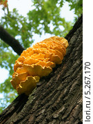 Желтый древесный гриб. Трутовик серно-жёлтый, Laetiporus sulphureus. Стоковое фото, фотограф Щеголева Ольга / Фотобанк Лори