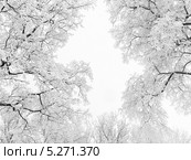 Заснеженные ветви на фоне густого тумана. Стоковое фото, фотограф Людмила Жмурина / Фотобанк Лори
