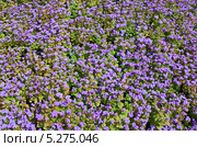 Агератум (Долгоцветка) Ageratum. Фон. Стоковое фото, фотограф Николай Коржов / Фотобанк Лори