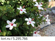 Гибискус Арнотти (hibiscus arnottianus) с белыми цветками. Остров Родос, Греция (2010 год). Стоковое фото, фотограф Ирина Иванова / Фотобанк Лори