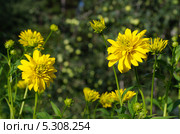 Рудбекия рассеченная (Rudbeckia laciniata ), или золотой шар. Стоковое фото, фотограф Елена Коромыслова / Фотобанк Лори