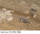 Погибшая птица на берегу Мертвого моря, Израиль (2012 год). Стоковое фото, фотограф Ирина Борсученко / Фотобанк Лори