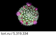 Цветущая маммиллярия, таймлапс (Mammillaria bocasana) Стоковое видео, видеограф Артем Поваров / Фотобанк Лори
