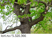 Дуб обыкновенный или черешчатый (Quercus robur) Стоковое фото, фотограф Алёшина Оксана / Фотобанк Лори