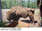 Зубр, Bison bonasus, Wisent (2012 год). Редакционное фото, фотограф Василий Вишневский / Фотобанк Лори