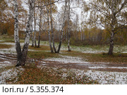 Первые заморозки. Стоковое фото, фотограф Виталий Горелов / Фотобанк Лори