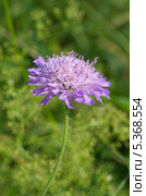 Короставник полевой (Knautia arvensis) Стоковое фото, фотограф Елена Коромыслова / Фотобанк Лори