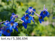 Живокость, дельфиниум, шпорник (Delphinium) Стоковое фото, фотограф Елена Коромыслова / Фотобанк Лори