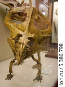 Скелет протоцератопса (Поздний мел, Монголия, Protoceratops andrewsi, Granger et Gregory). Палеонтологический музей им. Ю.А.Орлова, Москва (2012 год). Редакционное фото, фотограф Щеголева Ольга / Фотобанк Лори