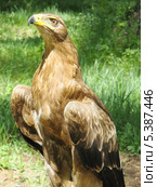 Степной орёл (лат. Aquila rapax) Стоковое фото, фотограф Alexey D. / Фотобанк Лори