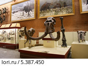 Череп хозарского слона (Mammuthus trogontherii chosaricus Dubrovo). Палеонтологический музей им. Ю.А.Орлова, Москва (2012 год). Редакционное фото, фотограф Щеголева Ольга / Фотобанк Лори