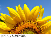 Половинка подсолнечника. Стоковое фото, фотограф Паровышник Наталья / Фотобанк Лори
