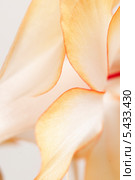 Цветок "декабриста"  (Schlumbergera truncata), фрагмент, макросьёмка. Стоковое фото, фотограф Александр Курлович / Фотобанк Лори