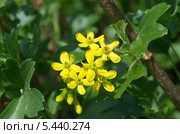 Цветущая смородина золотистая (лат. Ribes aureum) Стоковое фото, фотограф Елена Коромыслова / Фотобанк Лори
