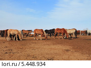 Кони в Сибирской прерии. Стоковое фото, фотограф Анатолий Матвейчук / Фотобанк Лори