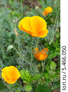 Эшшольция, или калифорнийский мак (лат. Eschscholzia californica) Стоковое фото, фотограф Елена Коромыслова / Фотобанк Лори