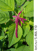 Акалифа (лат. Acalypha) Стоковое фото, фотограф Елена Коромыслова / Фотобанк Лори