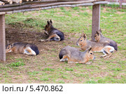 Группа Патагонских Мар (Patagonian Mara) Стоковое фото, фотограф Сергей Лаврентьев / Фотобанк Лори