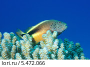 Группер (Paracirrhites forsteri), Red Sea, Egypt, Africa. Стоковое фото, фотограф Некрасов Андрей / Фотобанк Лори
