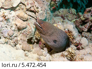 Мурена Яванский гимноторакс, или яванский ликодонт (Gymnothorax javanicus) в национальном парке Рас-Мухаммад, Синайский полуостров, Шарм-эль Шейх, Красное море, Египет, Африка. Стоковое фото, фотограф Некрасов Андрей / Фотобанк Лори