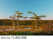 Пейзаж летней тундры. Стоковое фото, фотограф Рашид Валитов / Фотобанк Лори