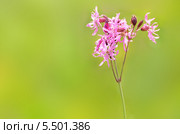 Цветок Coronaria flos-cuculi на зелёном фоне. Стоковое фото, фотограф Татьяна Волгутова / Фотобанк Лори