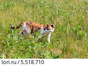 Кошка домашняя, Felis catus. Стоковое фото, фотограф Василий Вишневский / Фотобанк Лори